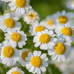 Fleurs de camomille