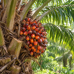 Fruits de palmier à huile